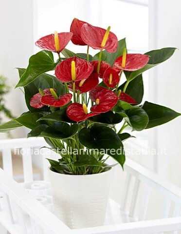 Pianta di anthurium in vaso ceramica bianca