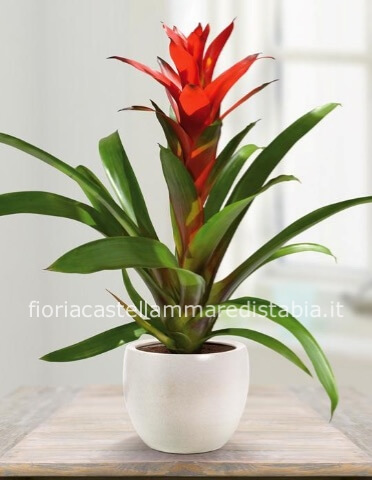 Pianta di guzmania.