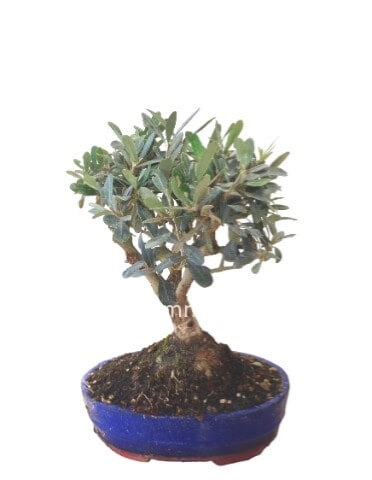 Pianta di bonsai di olivo