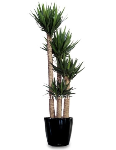 Tronchetto/yucca con vaso in ceramica bianca