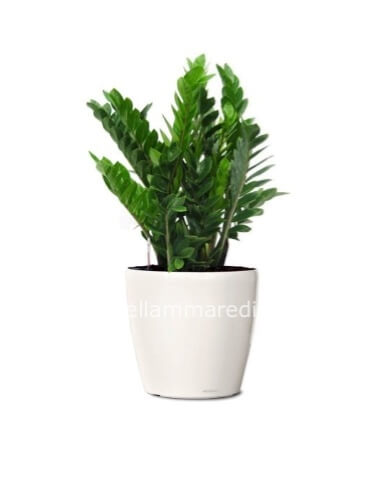 Pianta Zamioculcas con vaso ceramica bianca