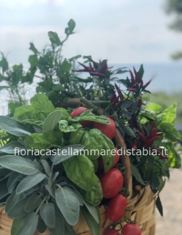 Piante aromatiche composizione