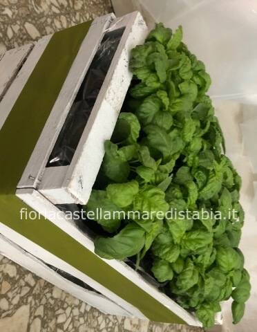 Cassetta piantine basilico