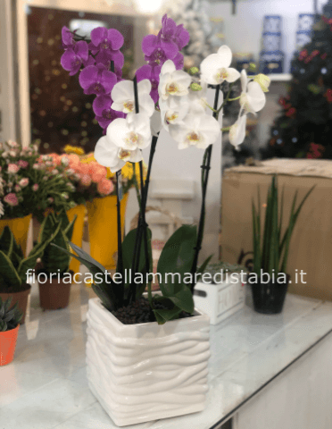 2 piante phalaenopsis