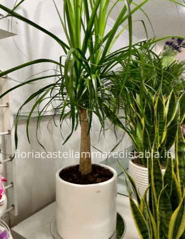 Pianta Magiafumo con cermica