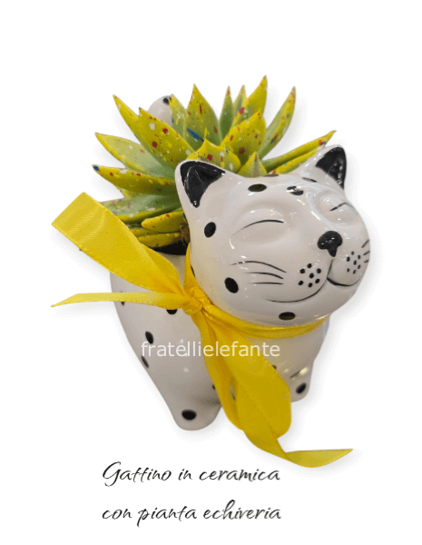 gattino con pianta grassa