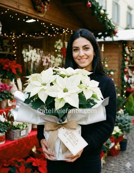 Stella di Natale Bianca