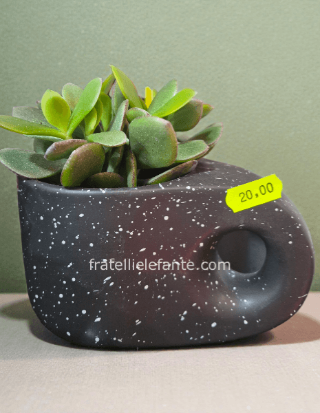 Pianta grassa echiverja in tazzina nera