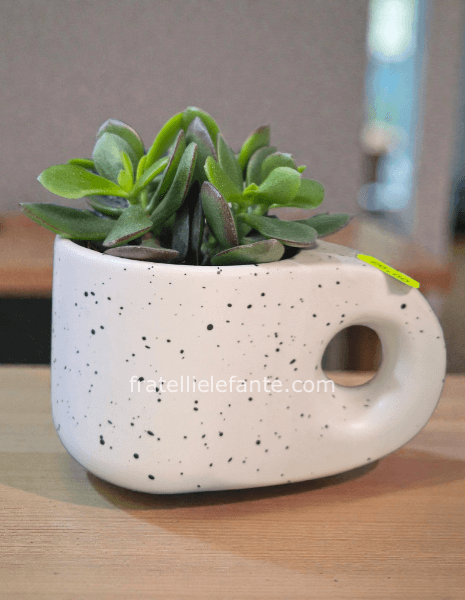 Piantina grazza in tazzina bianca