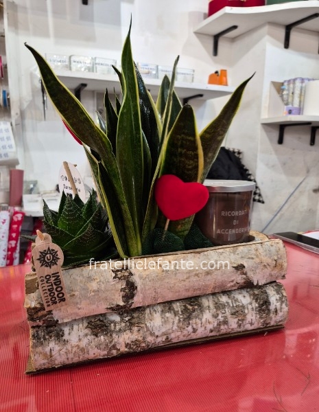 Piante grasse e candela profumata in tronco di legno 