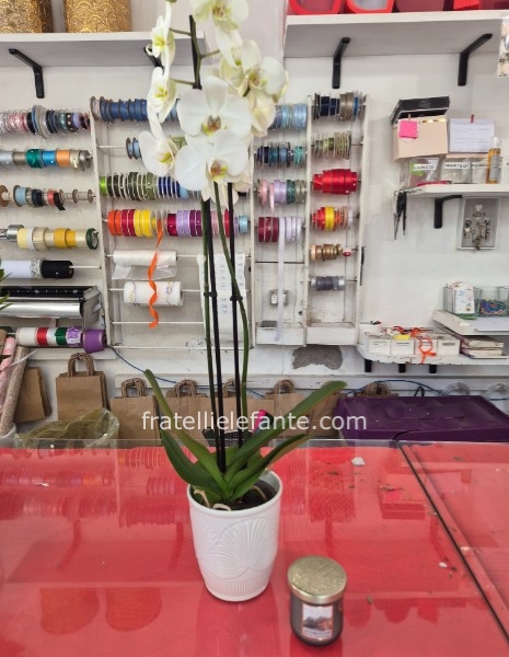 Pianta Phalaenopsis + Candela omaggio
