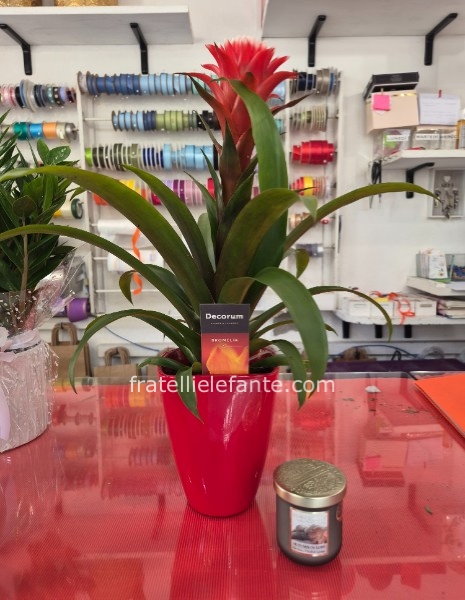 Pianta Bromelia + Candela Omaggio