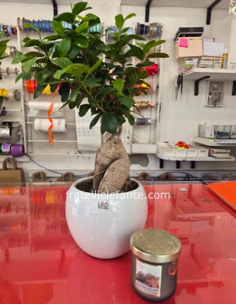 Bonsai da scrivania + Candela Omaggio